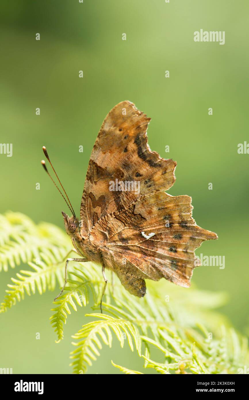 Comma Butterfly, Polygonia c-Album, Flügel im Profil geschlossen, ruht auf Bracken Frond, Juli Stockfoto