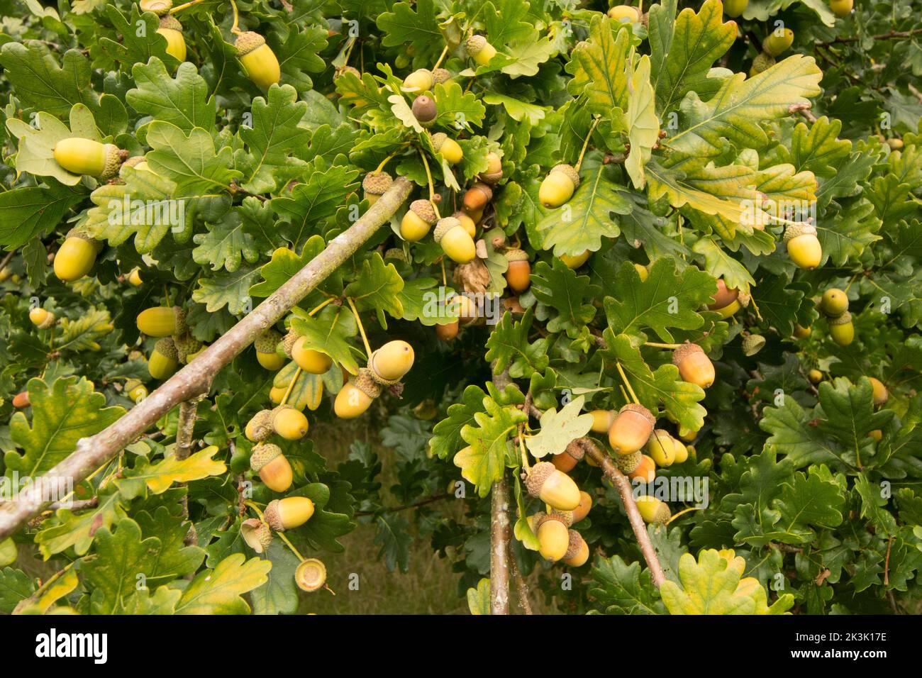 Stieleiche, Englische Eiche, Quercus robur, Eicheln, beladen mit vielen Eicheln nach Dürre im Sommer, Sussex, UK, September, Stockfoto
