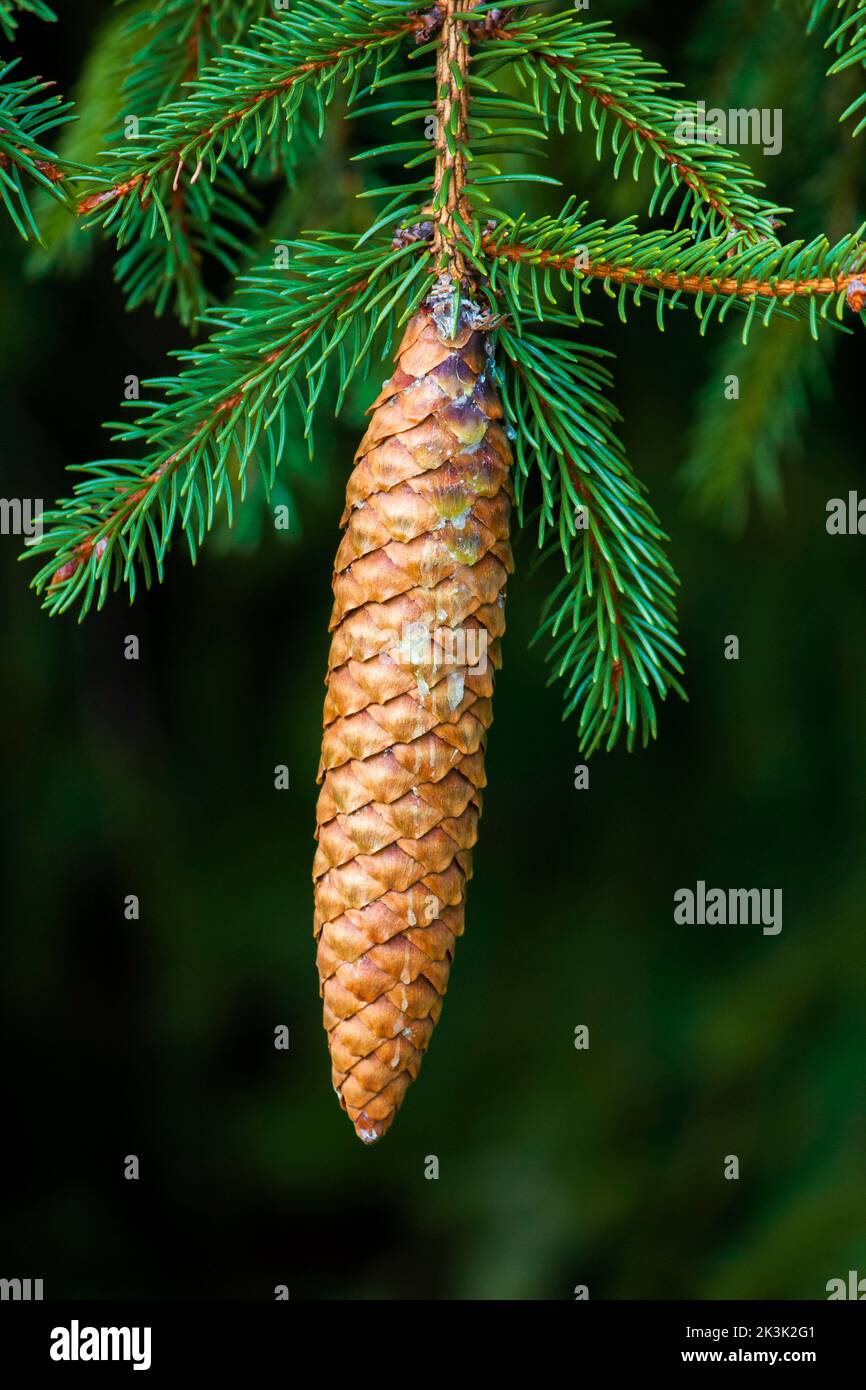 Eine naturalisierte Norwegenfichte in Pennsylvania;'s Pocono Mountains mit einem reifen Kegel Stockfoto