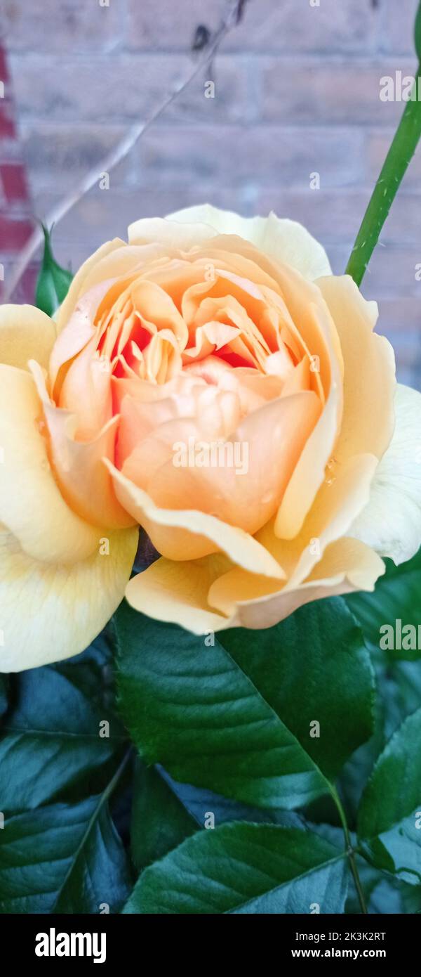 Rose jaune, Frankreich Stockfoto