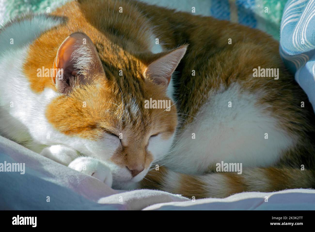 Eine inländische Ingwer Hauskatze ruht. Stockfoto