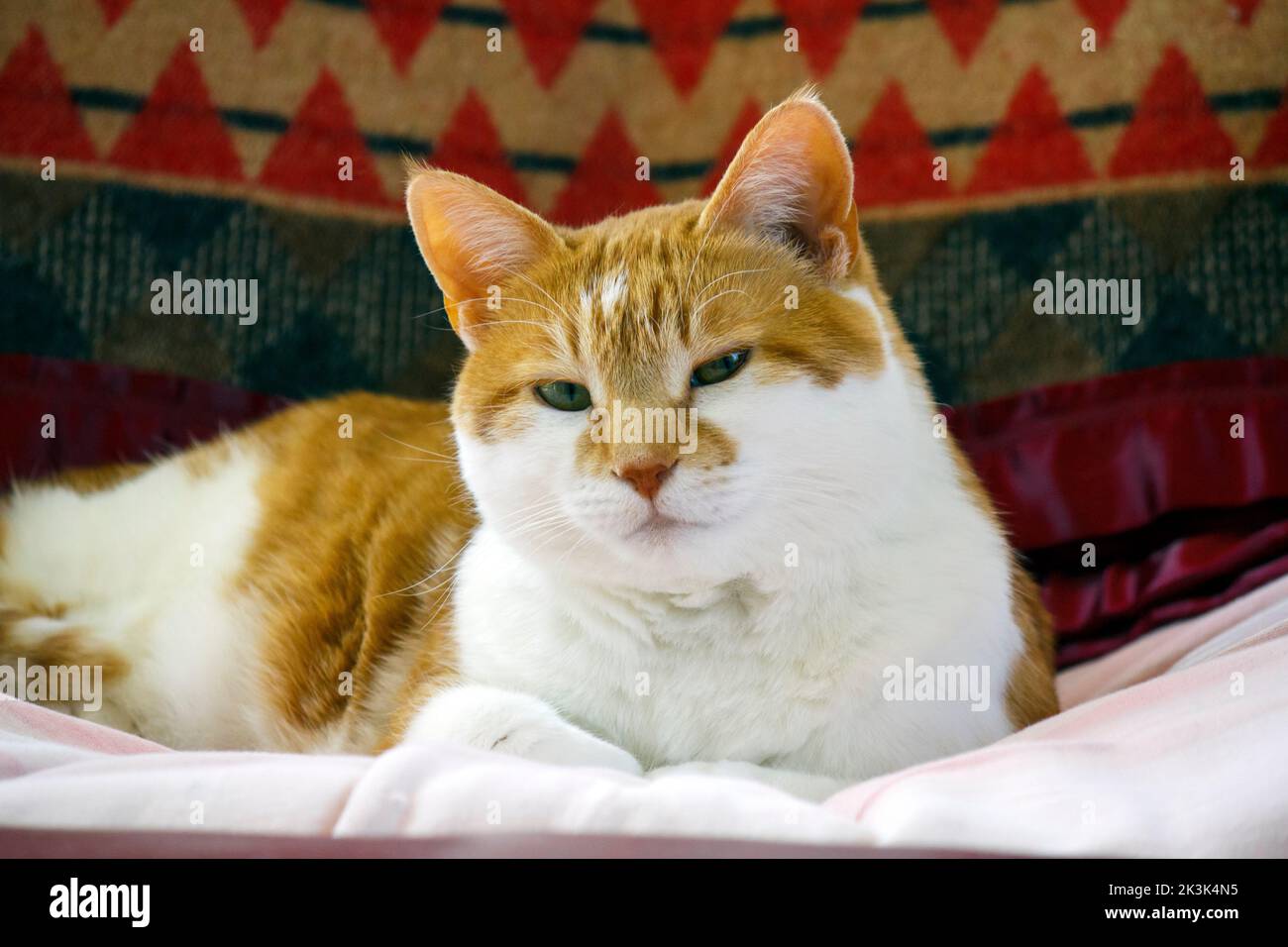 Eine inländische Ingwer Hauskatze ruht. Stockfoto