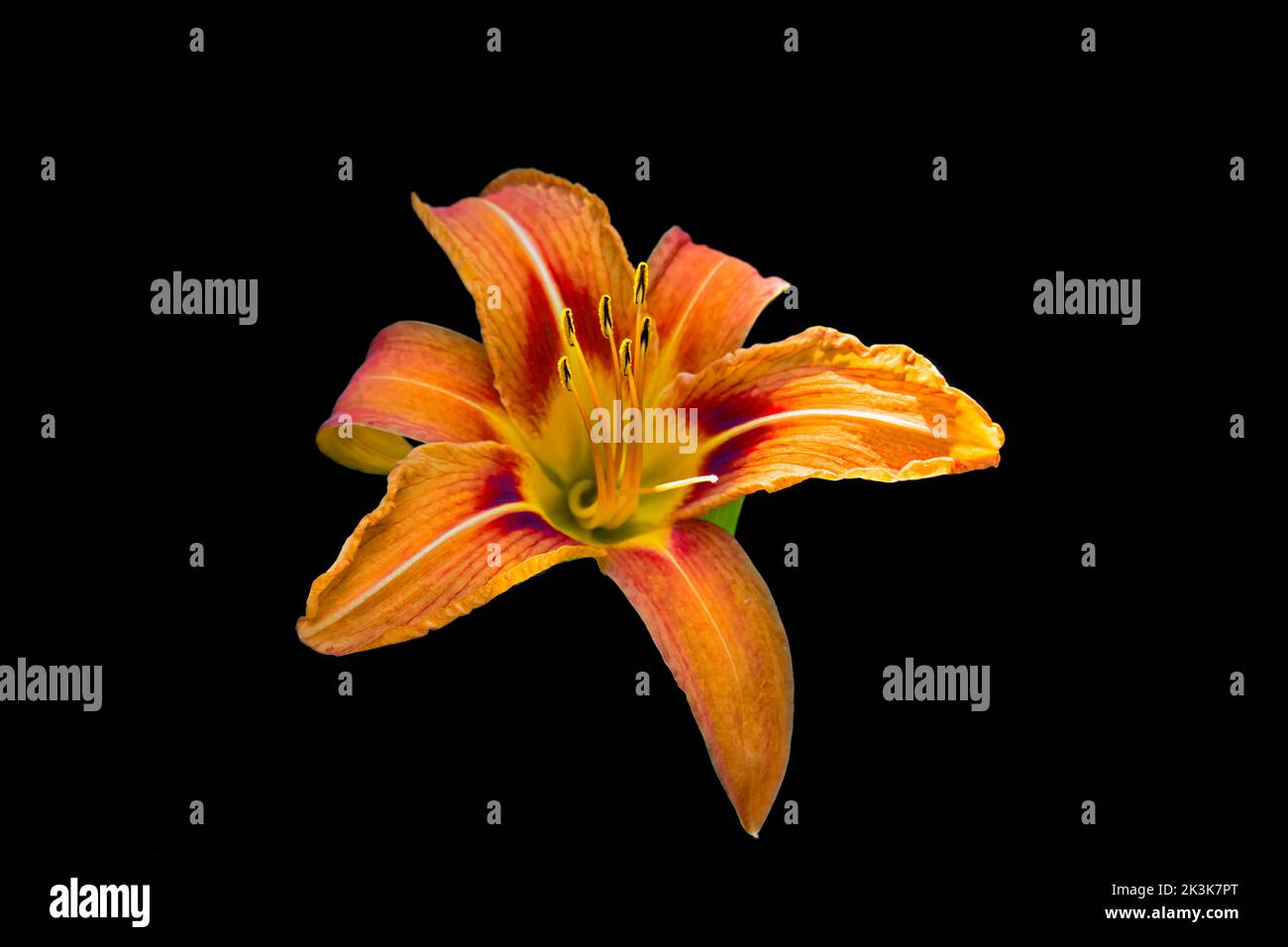 Ein hoher Kontrast mit natürlichem Licht einer Orange Day-Lily in den Pocono Mountains in Pennsylvania Stockfoto