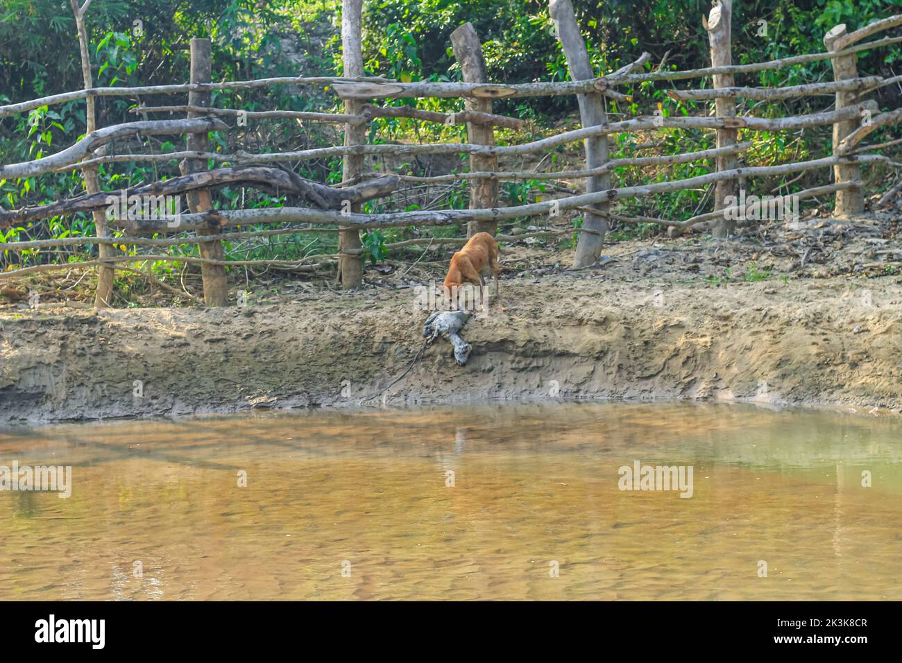 Ein Hund frisst eine faule Ziege am Ufer des Flusses. Außenlandschaftsfoto des wilden Hundes auf der Straße, der einen toten Körper einer Ziege frisst. Stockfoto