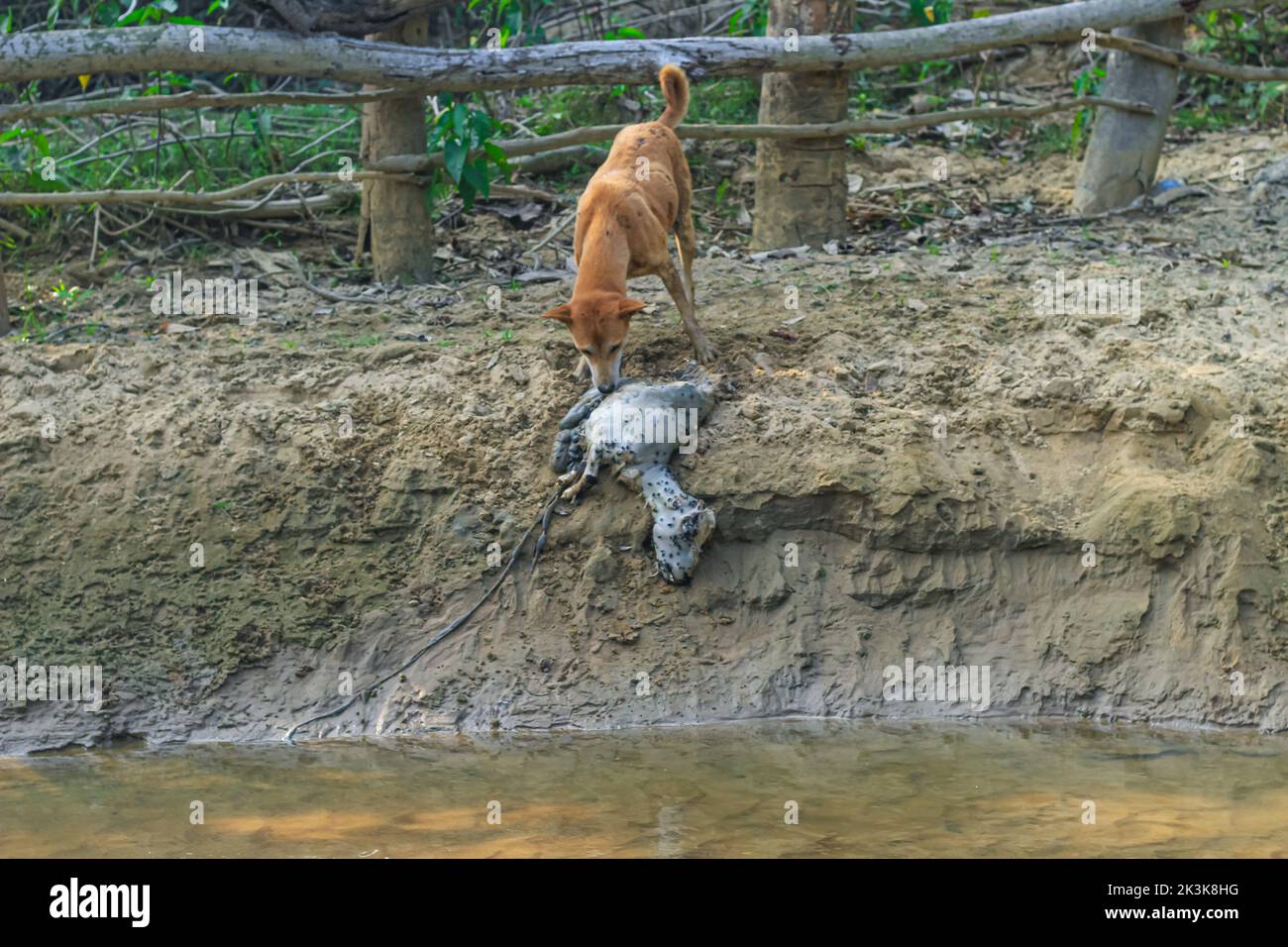 Ein Hund frisst eine faule Ziege am Ufer des Flusses. Außenlandschaftsfoto des wilden Hundes auf der Straße, der einen toten Körper einer Ziege frisst. Stockfoto