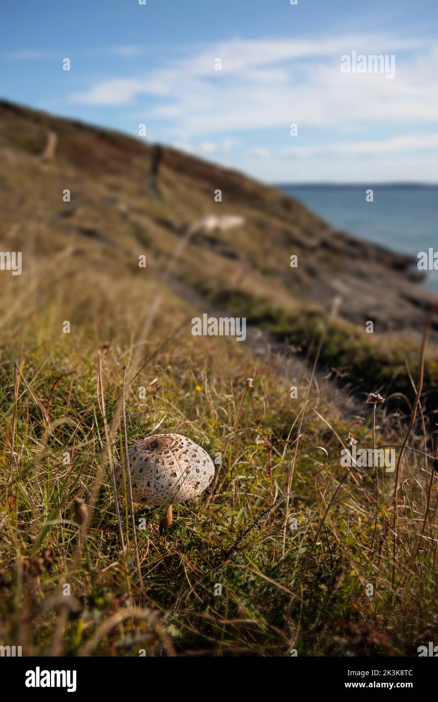 Wilder Sonnenpilz wächst in der Nähe des Meeres in der St. Bride's Bay. Stockfoto
