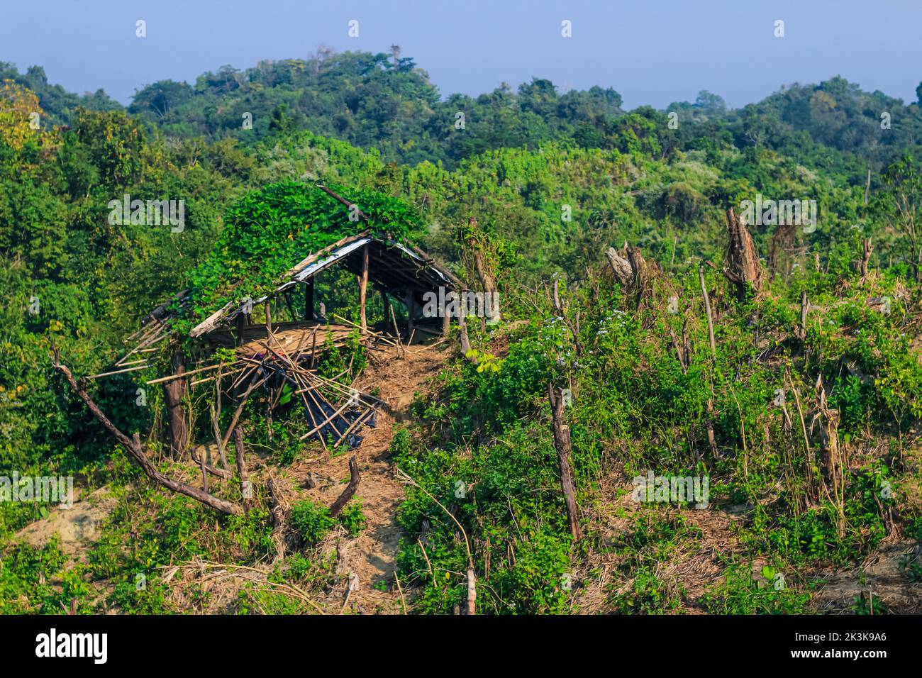 Entwaldung Umweltproblem, Regenwälder werden für Ölpalmenplantagen zerstört. Berge Lichtung Bäume schneiden einen Wald. Stockfoto