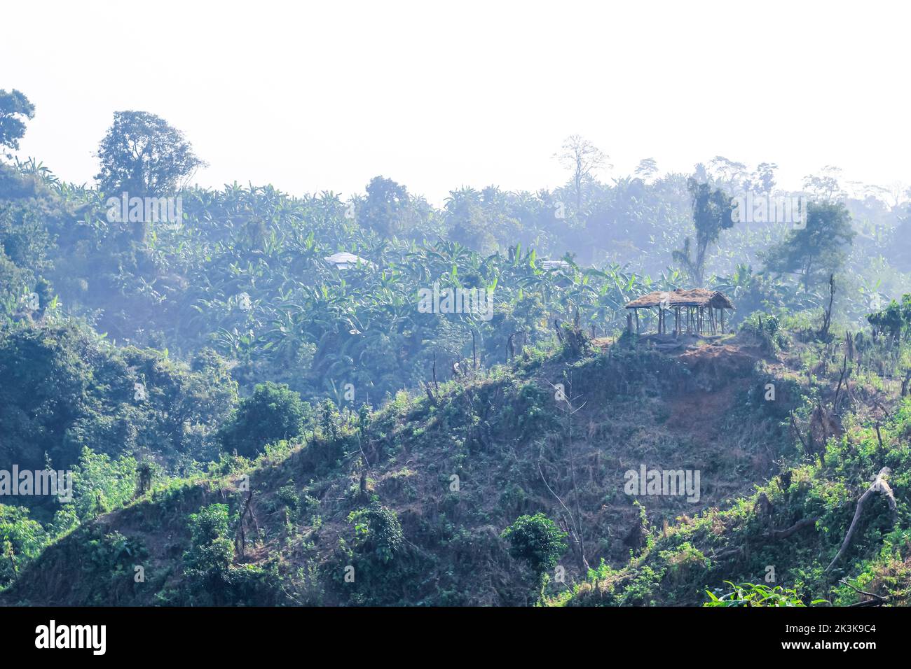 Entwaldung Umweltproblem, Regenwälder werden für Ölpalmenplantagen zerstört. Berge Lichtung Bäume schneiden einen Wald. Stockfoto