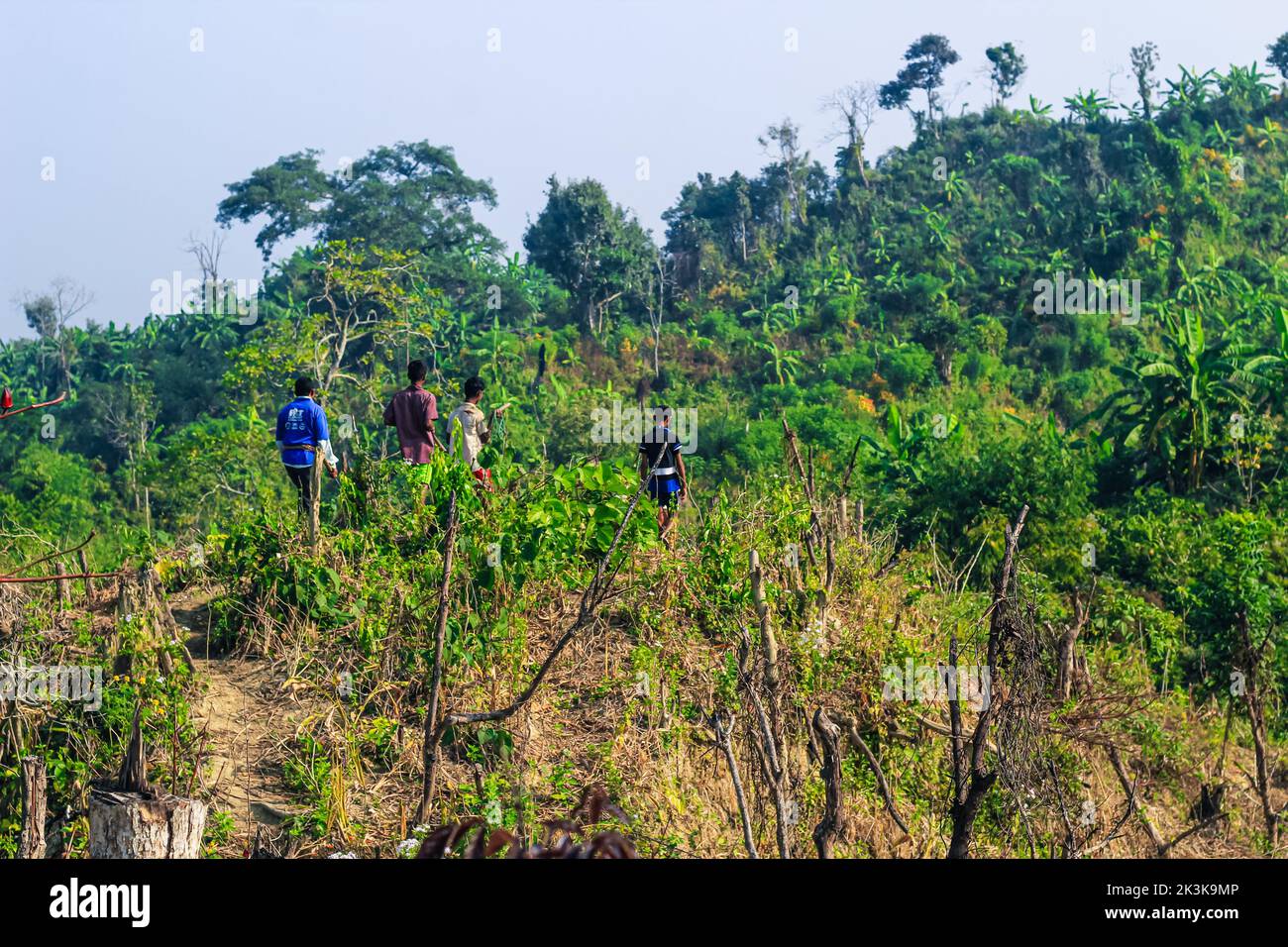 Entwaldung Umweltproblem, Regenwälder werden für Ölpalmenplantagen zerstört. Berge Lichtung Bäume schneiden einen Wald. Stockfoto