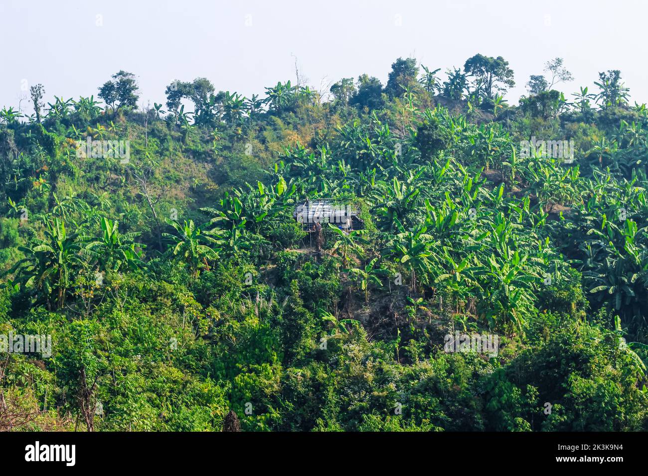 Verschieben des Kultivierungsfeldes über den Hügeltrakten von Bangladeshi in der Nähe von Cox's Bazar. Veränderte Anbaulandschaft der Landwirtschaft auf dem Hügel. Stockfoto