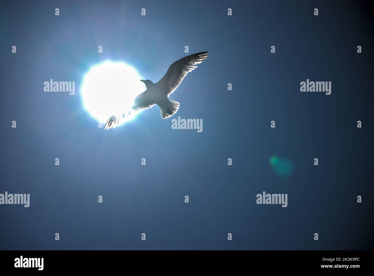 Fliegende Möwe gegen das Licht auf einem Hintergrund des blauen Himmels. Silhouette des Vogels. Bretagne Stockfoto