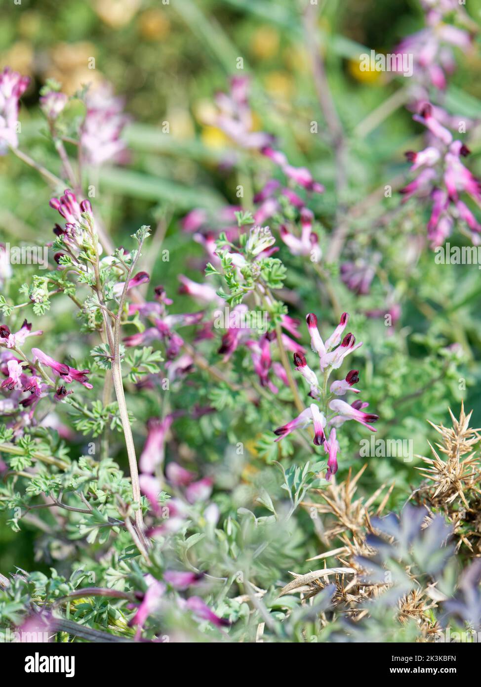 Gewöhnliches Rumping-Fumitory (Fumaria muralis) blüht auf einer Küstenspitze, mit dünnen Stielen, die von den umliegenden Gorse-Büschen unterstützt werden, Cornwall, Großbritannien, April. Stockfoto