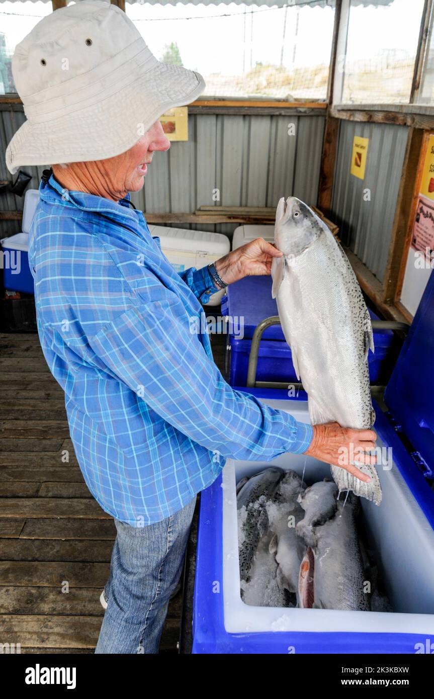 Ein Mitarbeiter überprüft die Qualität eines Lachses aus dem Gefrierschrank in der familiengeführten Lachsfarm, High Country Salmon, am Pukaki-Tekapo-Kanal, wo vi Stockfoto