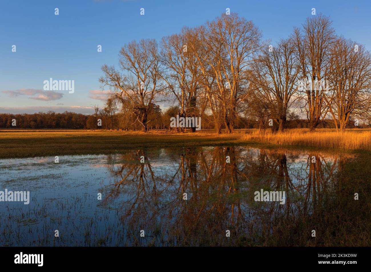 Herbststimmung: Ruhiger See mit Bäumen am Abend Stockfoto