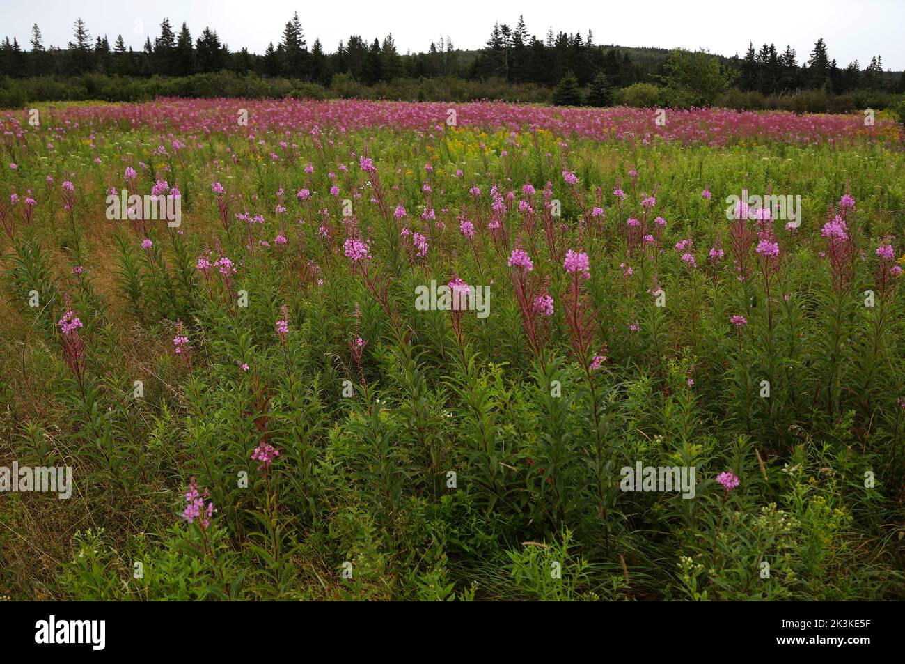 Typische Sommerblumen in der kanadischen Landschaft Stockfoto