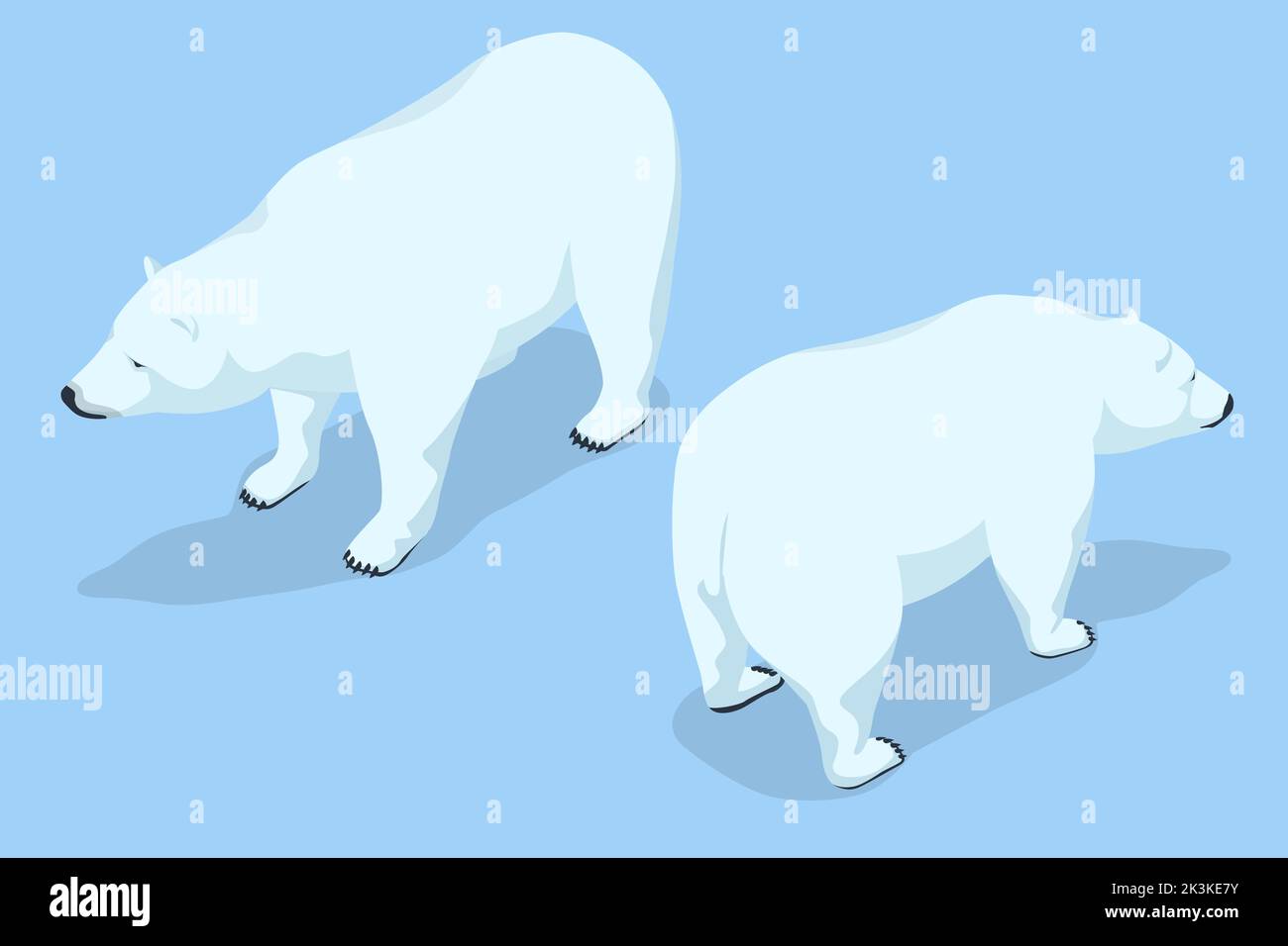 Isometrischer Eisbär isoliert auf dem Hintergrund. Die größte erhaltene Bärenart, sowie die größte erhaltene Land Fleischfresser Stock Vektor