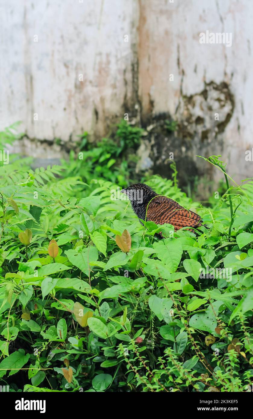 Nahaufnahme eines jungen großen Kukkenvogels. Bubut Besar (der größere Kucal) ist eine Vogelart aus der Familie der Cuculidae. Der größere Cocal. Stockfoto