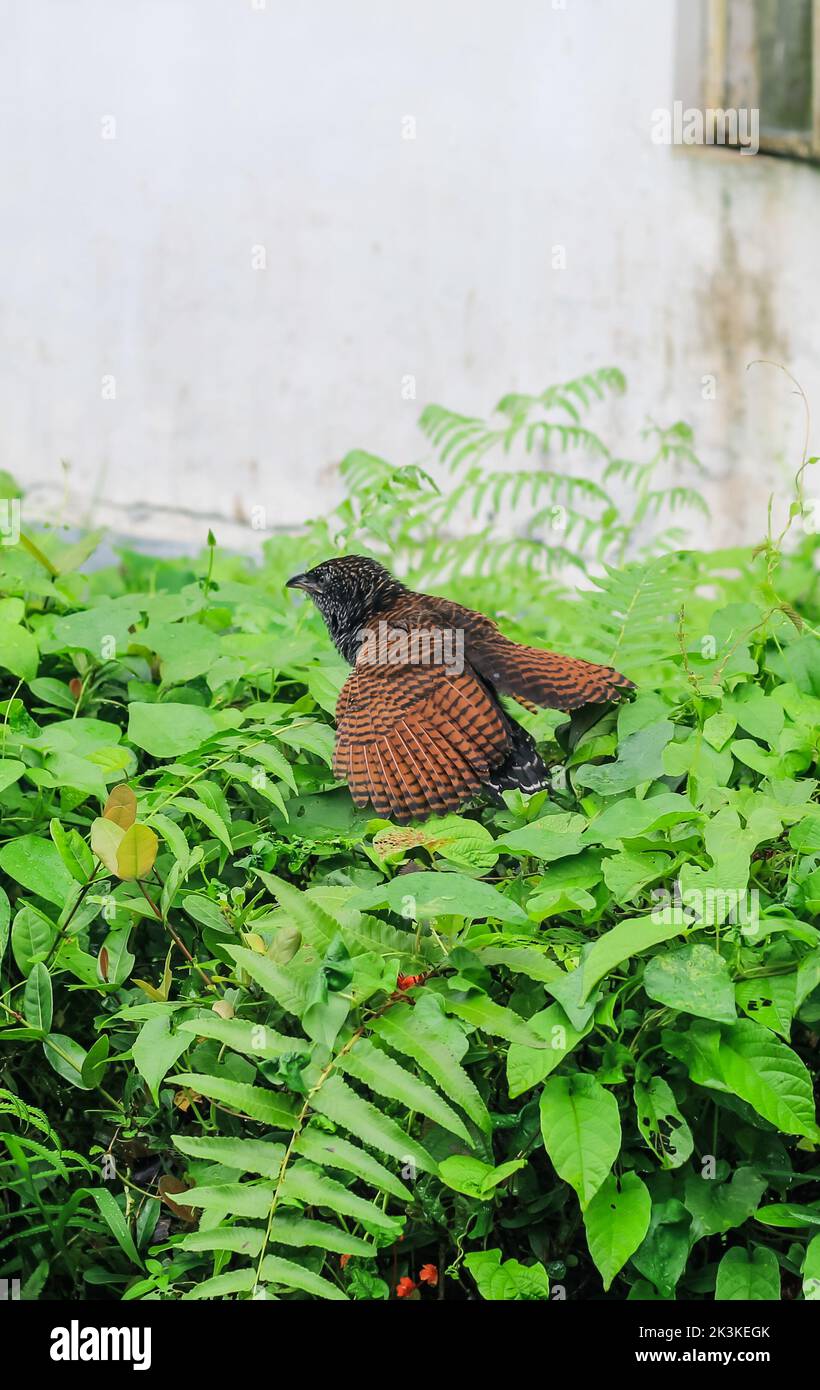 Nahaufnahme eines jungen großen Kukkenvogels. Bubut Besar (der größere Kucal) ist eine Vogelart aus der Familie der Cuculidae. Der größere Cocal. Stockfoto