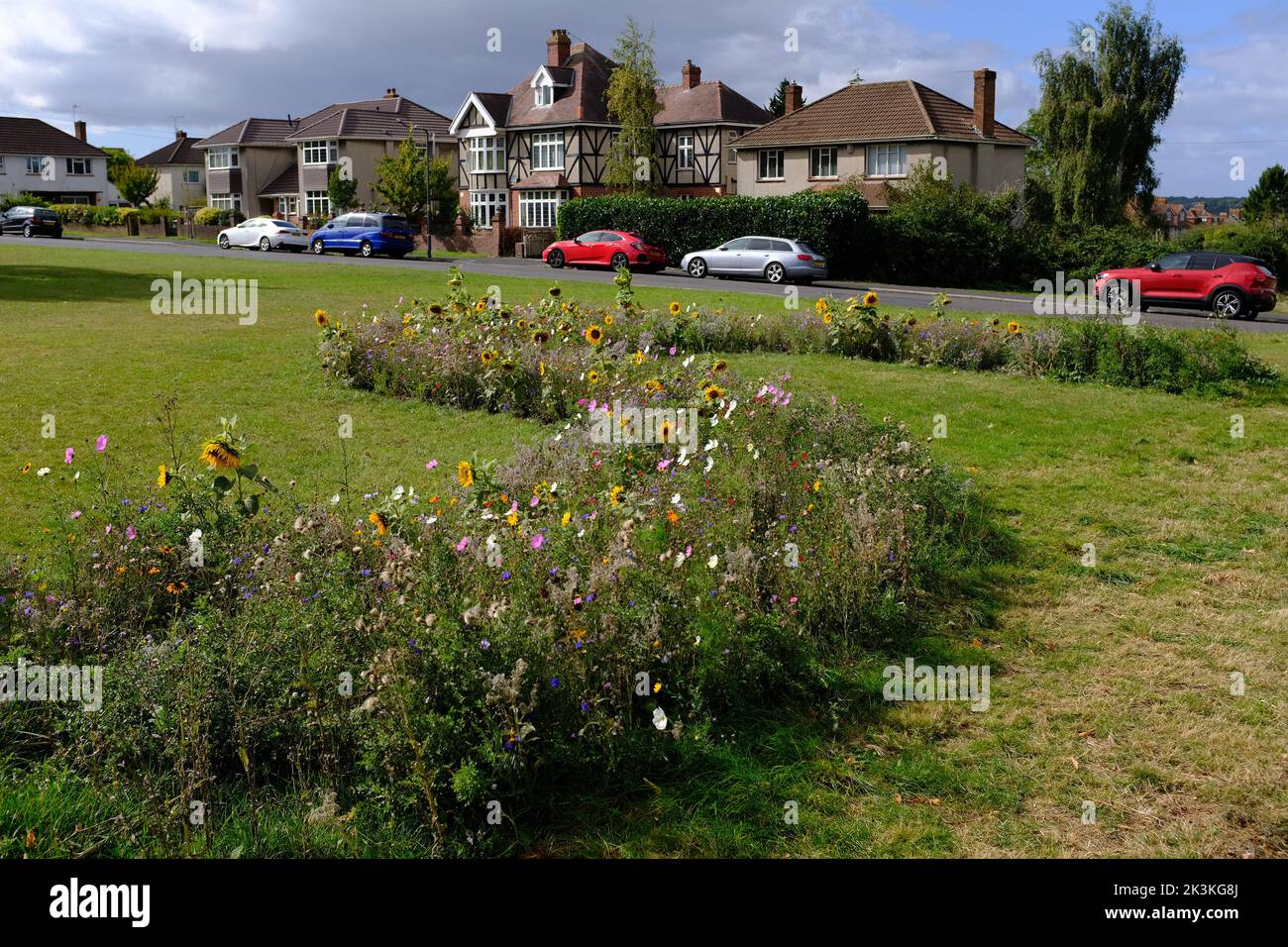 Wildblumenwiese auf Horfield verbreitet in Bristol, Großbritannien gesät Stockfoto