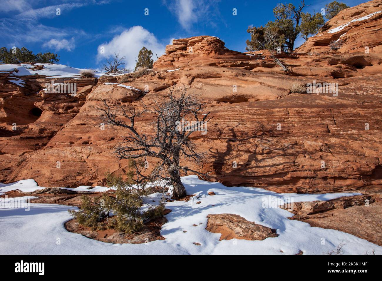 Tote Pinyon-Kiefer durch eine Navajo-Sandsteinformation auf der Insel im Himmel Mesa im Winter im Canyonlands NP, Utah. Ein kleiner Utah Juniper ist bei lef Stockfoto