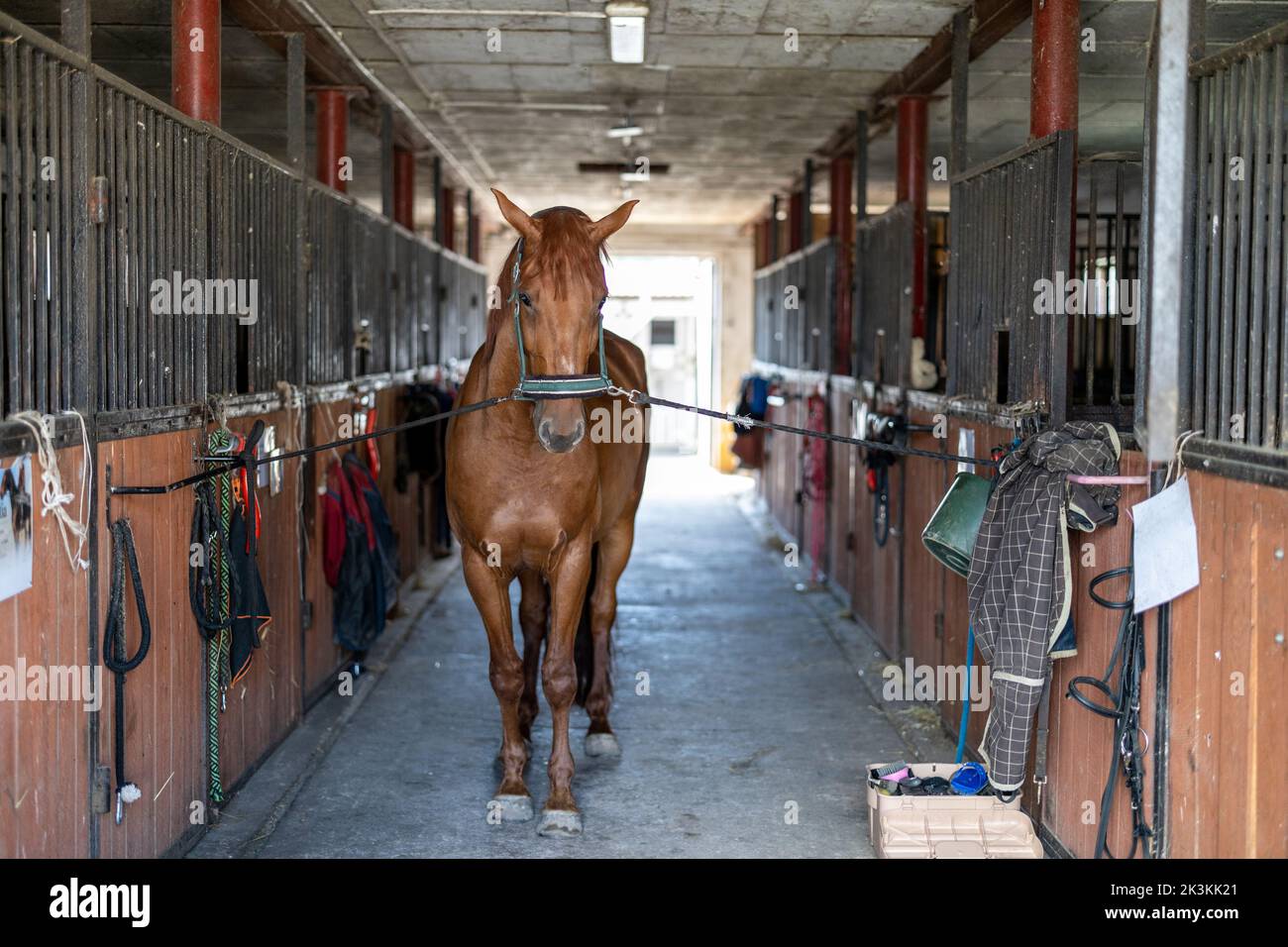 Pferd steht in der Scheune Stockfoto