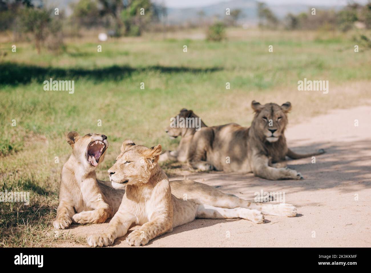 Löwen posieren im Lion & Safari Park, nur eine kurze Fahrt vom O.R. entfernt Tambo Flughafen in Johannesburg, Südafrika. Stockfoto
