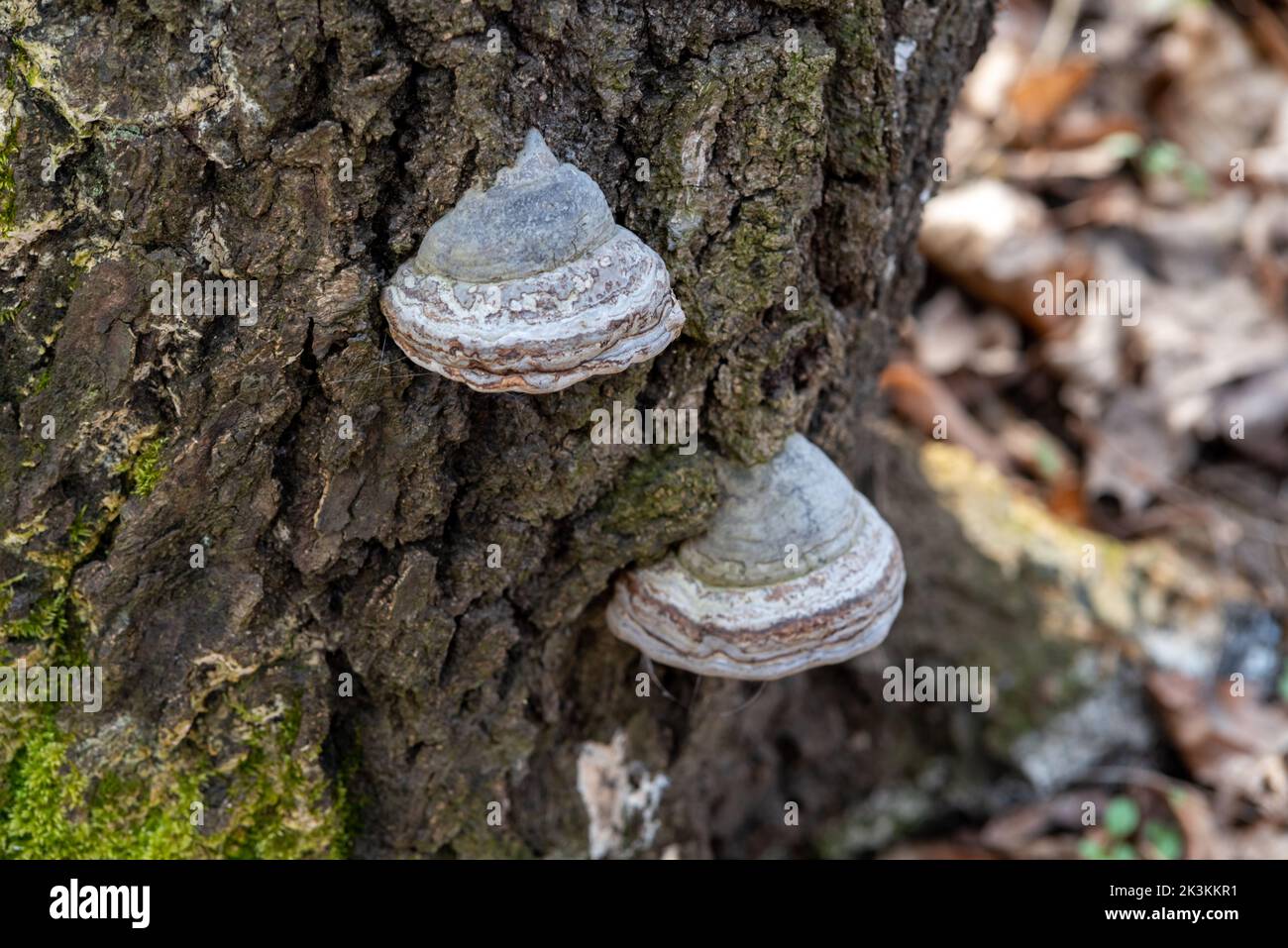 Eine Nahaufnahme von Hufpilz auf Baumrinde. Stockfoto