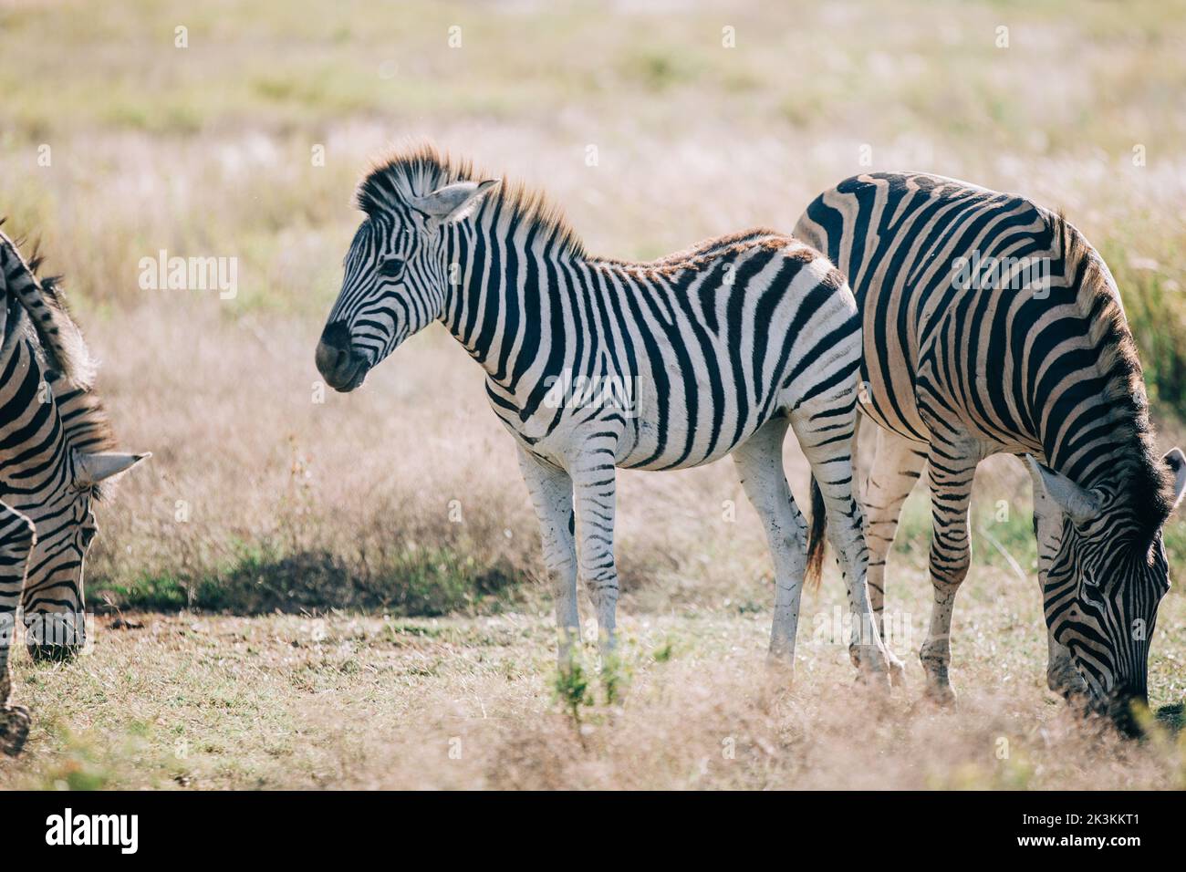 Das kleine Zebra schaut auf die Kamera, während es in der Herde knabbert und schleicht Stockfoto