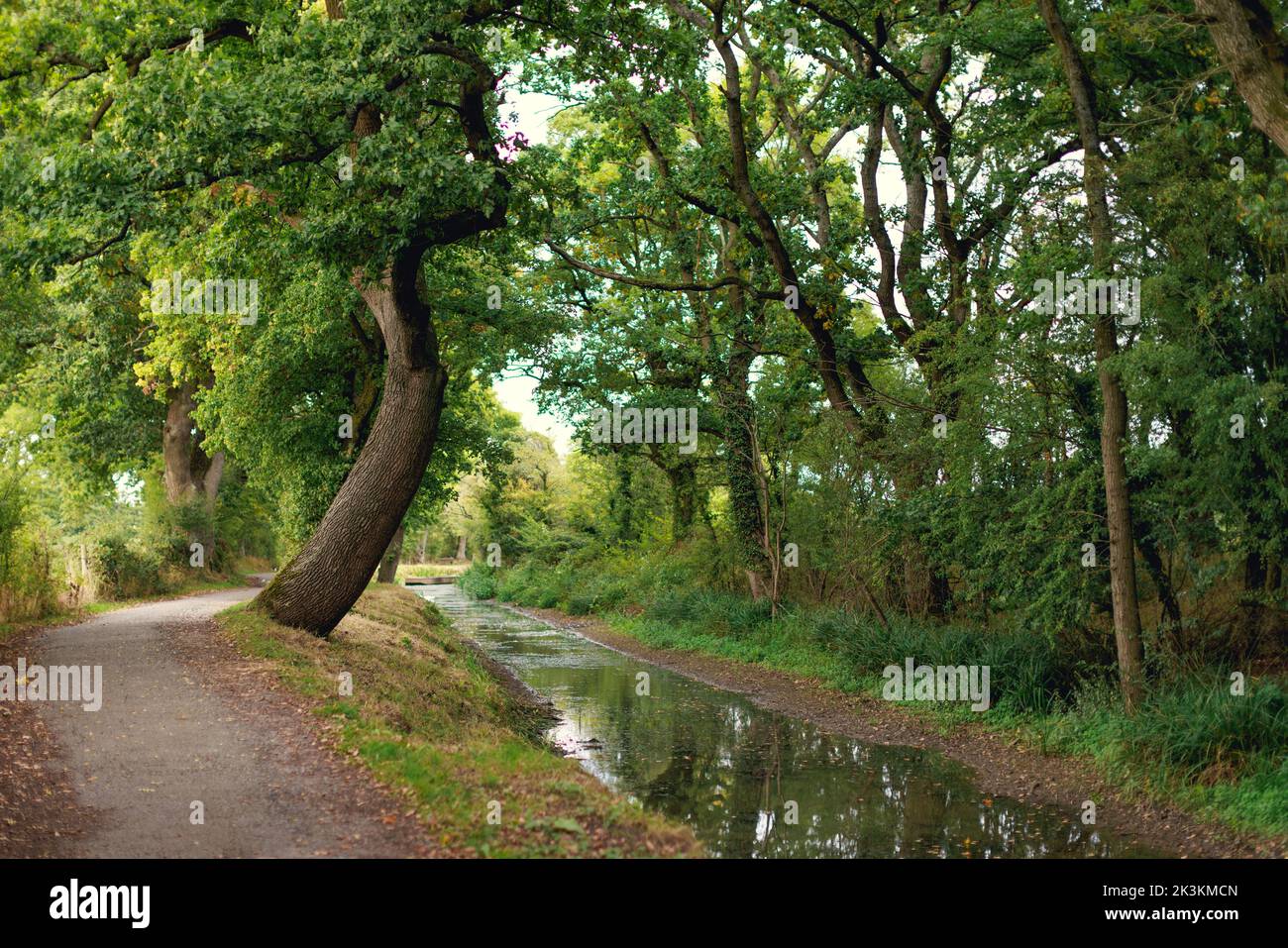 Ein ruhiger Blick entlang des alten Kanals zwischen Pewsham und Lacock in Wiltshire, der vom Wilts & Berks Canal Trust wiedergewonnen wurde Stockfoto