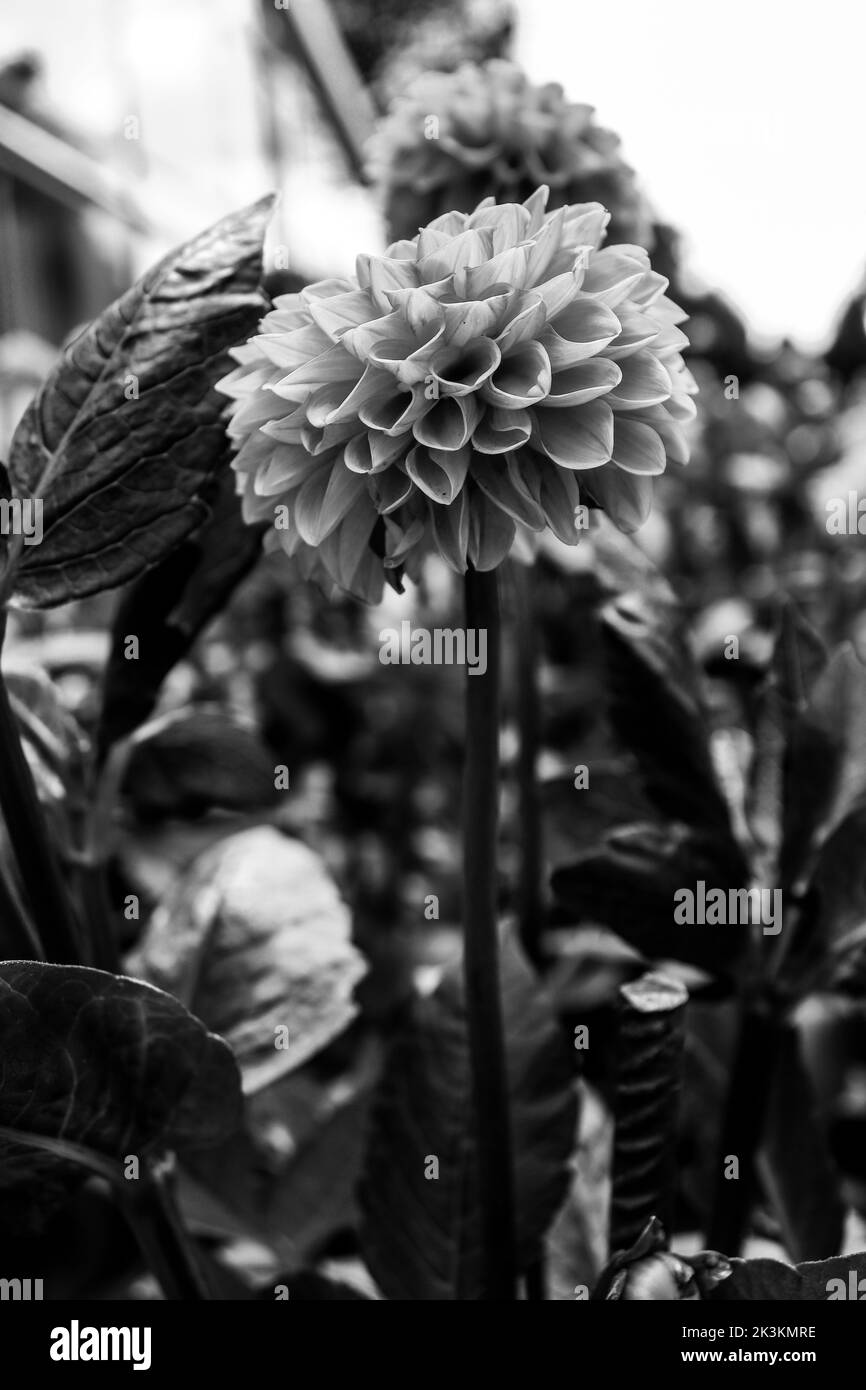 Dahlia Blume befindet sich in einem lokal arrangierten Raum, Foto in schwarz und weiß gemacht Stockfoto