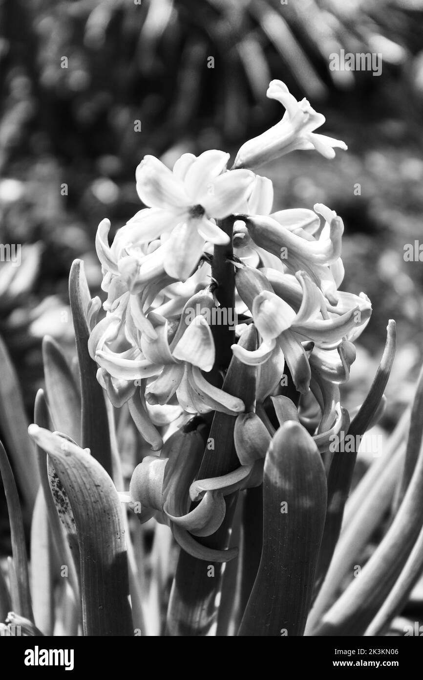 Foto, in dem es eine rosa Hyazinthe, Bild in schwarz und weiß gemacht Stockfoto