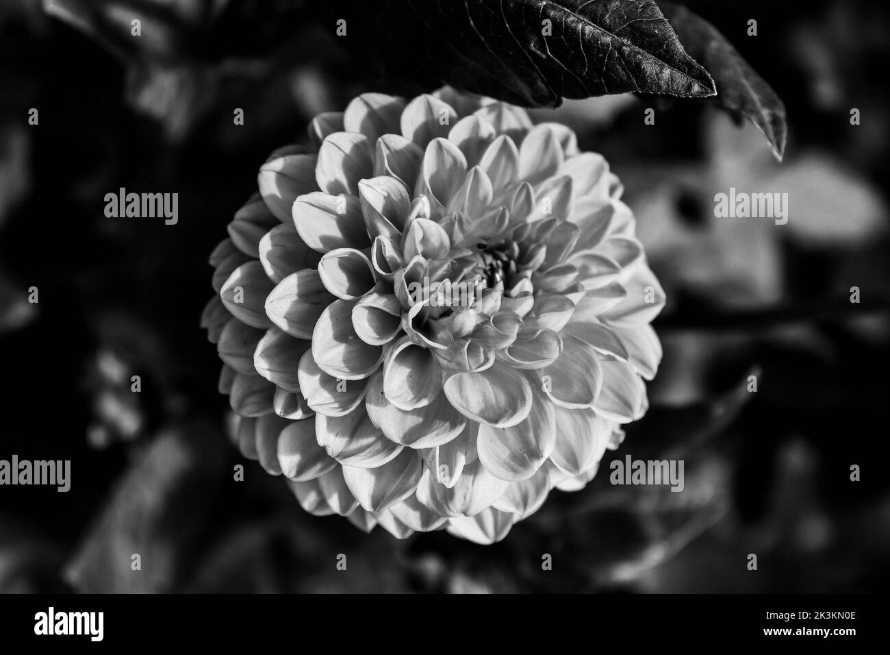 Ein genauerer Blick auf eine orangefarbene Dahlia-Blume, Foto in Schwarz und Weiß Stockfoto