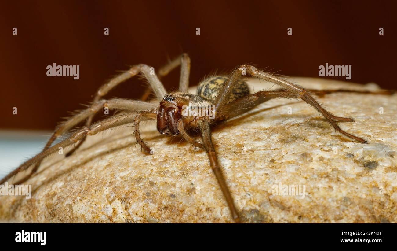 Die große Hausspinne Tegenaria domestica Stockfoto