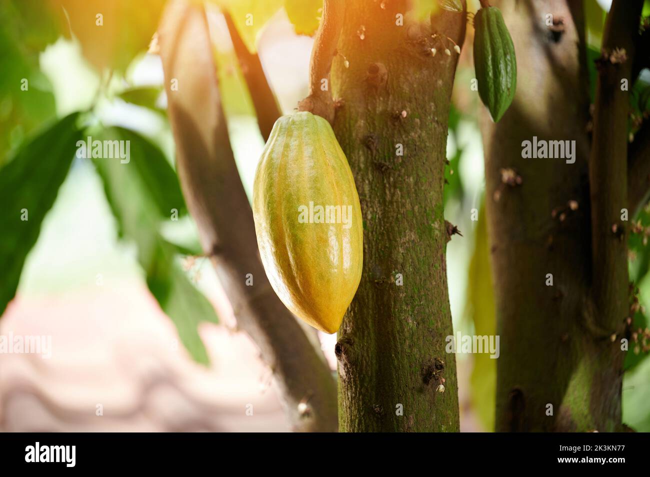 Die Plantage von Kakaoschoten hängt an einem sonnigen, hellen Tag aus der Nähe des Baumes Stockfoto