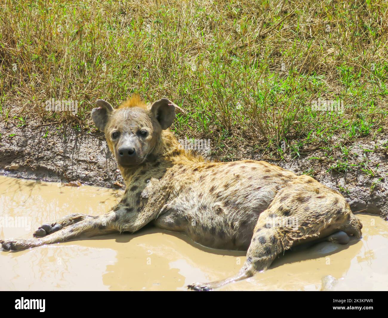 Hyena in Ruhe im Serengeti-Nationalpark, Tansania, Ostafrika Stockfoto