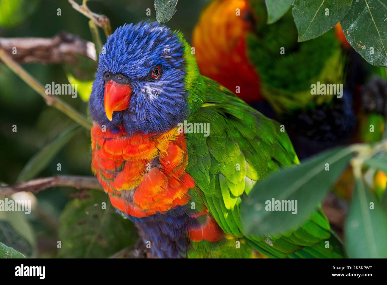 Regenbogenlorikeet (Trichoglossus moluccanus), in einem Baum sitzend, eine in Australien heimische Papageienart Stockfoto