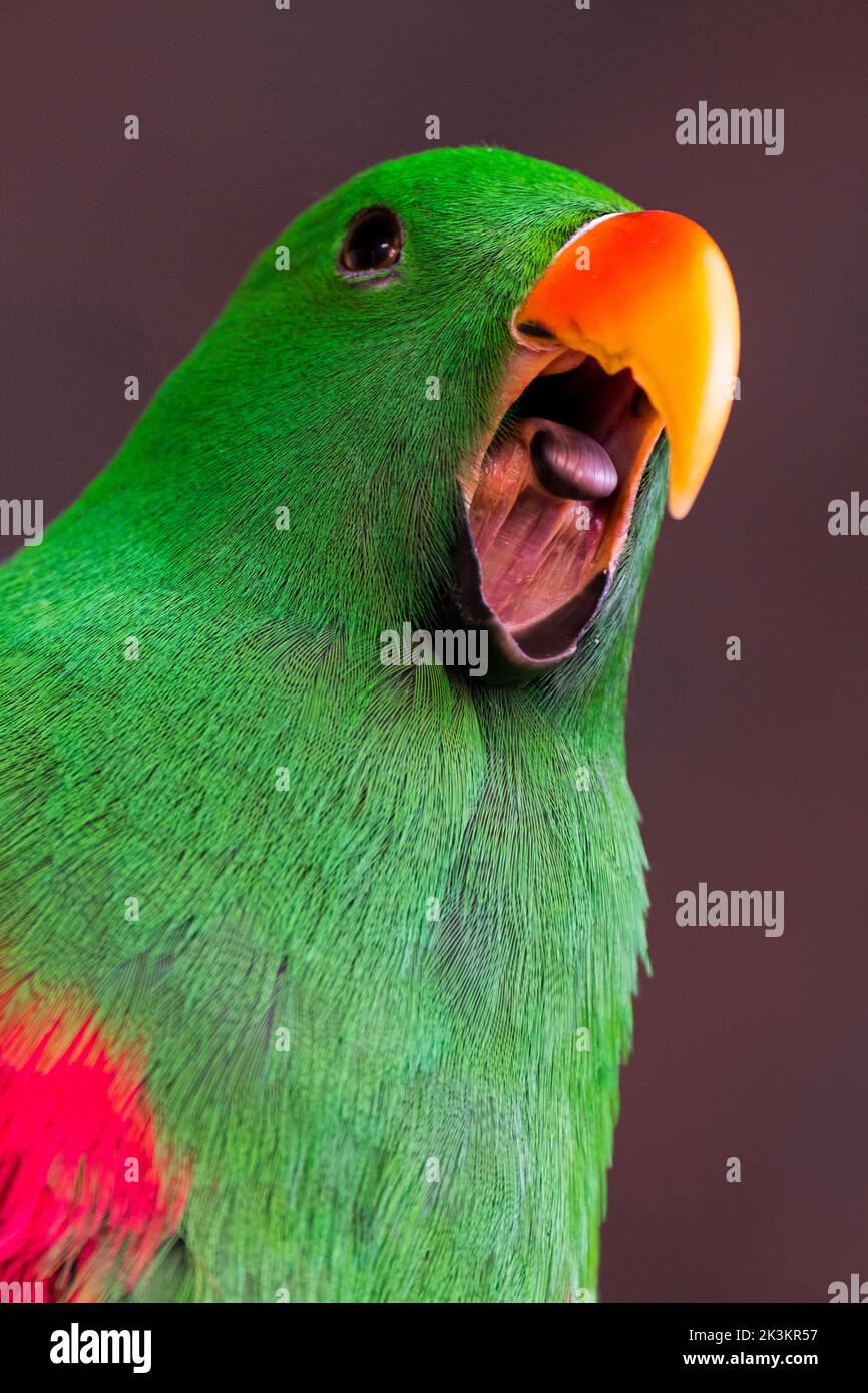 Eclectus Papagei (Eclectus roratus) Nahaufnahme des rufenden Mannes mit offenem Schnabel und Zunge, der aus Neuguinea, Australien und Indonesien stammt Stockfoto