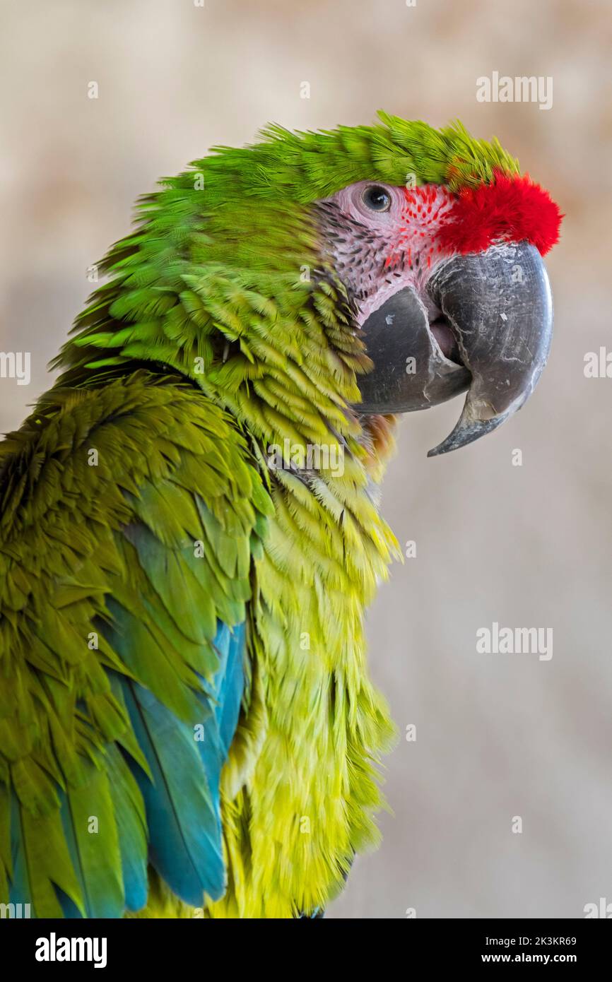 Großer grüner Ara / Buffon-Ara / großer Militärara (Ara ambiguus / Psittacus ambiguus), Papagei aus Mittel- und Südamerika Stockfoto