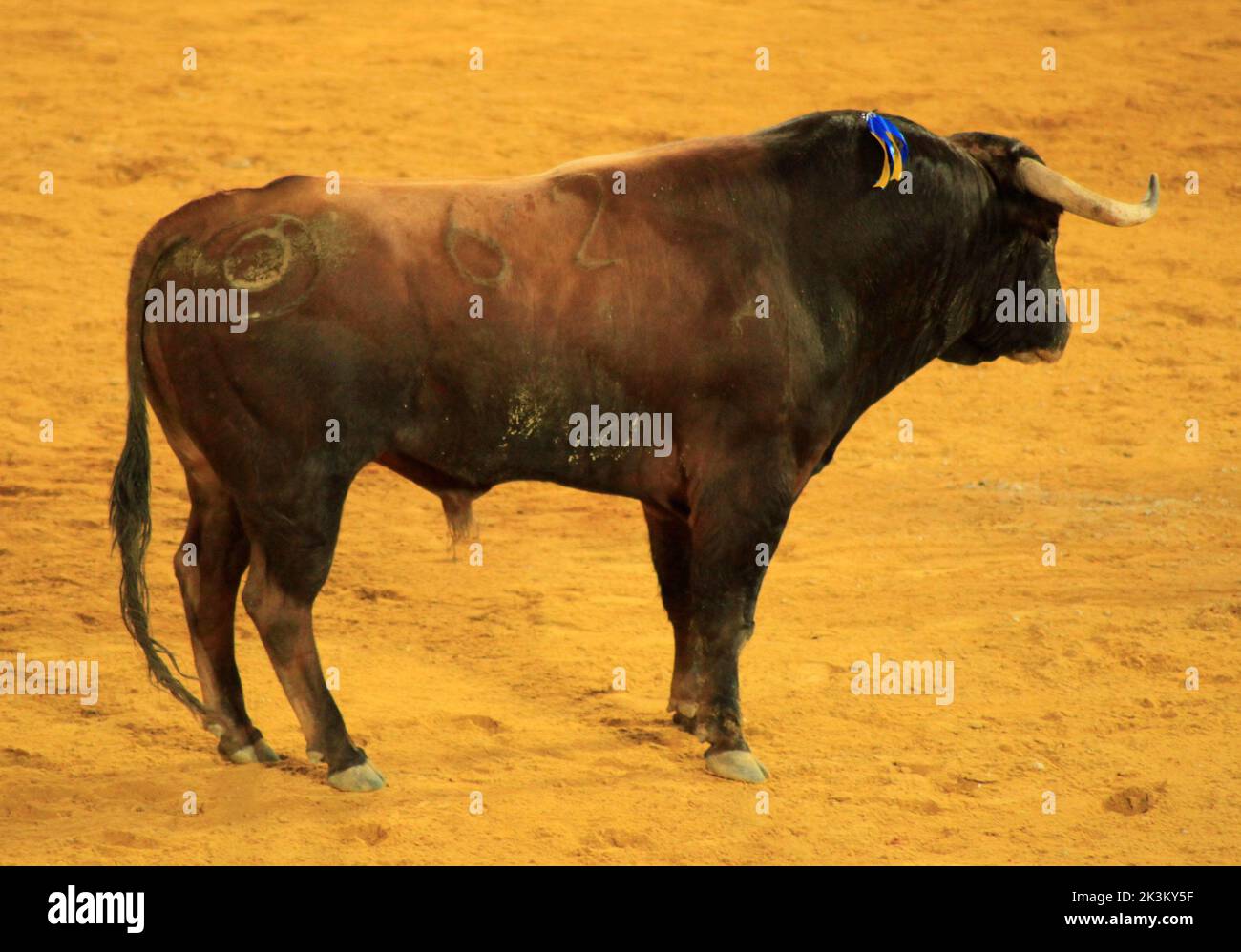 Stierkampf in Spanien Stockfoto