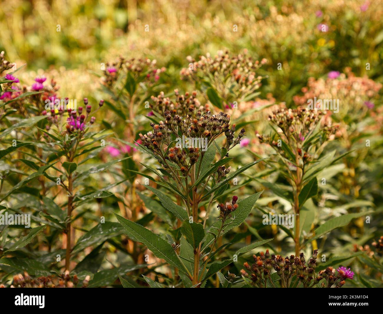 Nahaufnahme der 2m hoch wachsenden krautigen mehrjährigen Gartenpflanze verwelkte Blüten von Vernonia arkansana oder Arkansas ironweed in feuchtem Boden gesehen. Stockfoto