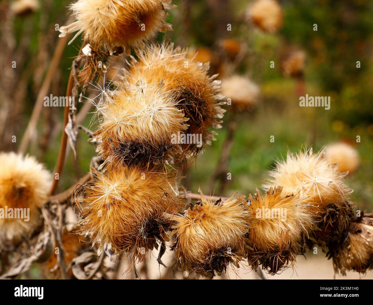 Nahaufnahme von braun getrockneten, stistelartigen Blütenköpfen der Cynara cardunculus Cardoon oder stacheligen Artischockendistel, die im Garten in Großbritannien zu sehen ist. Stockfoto