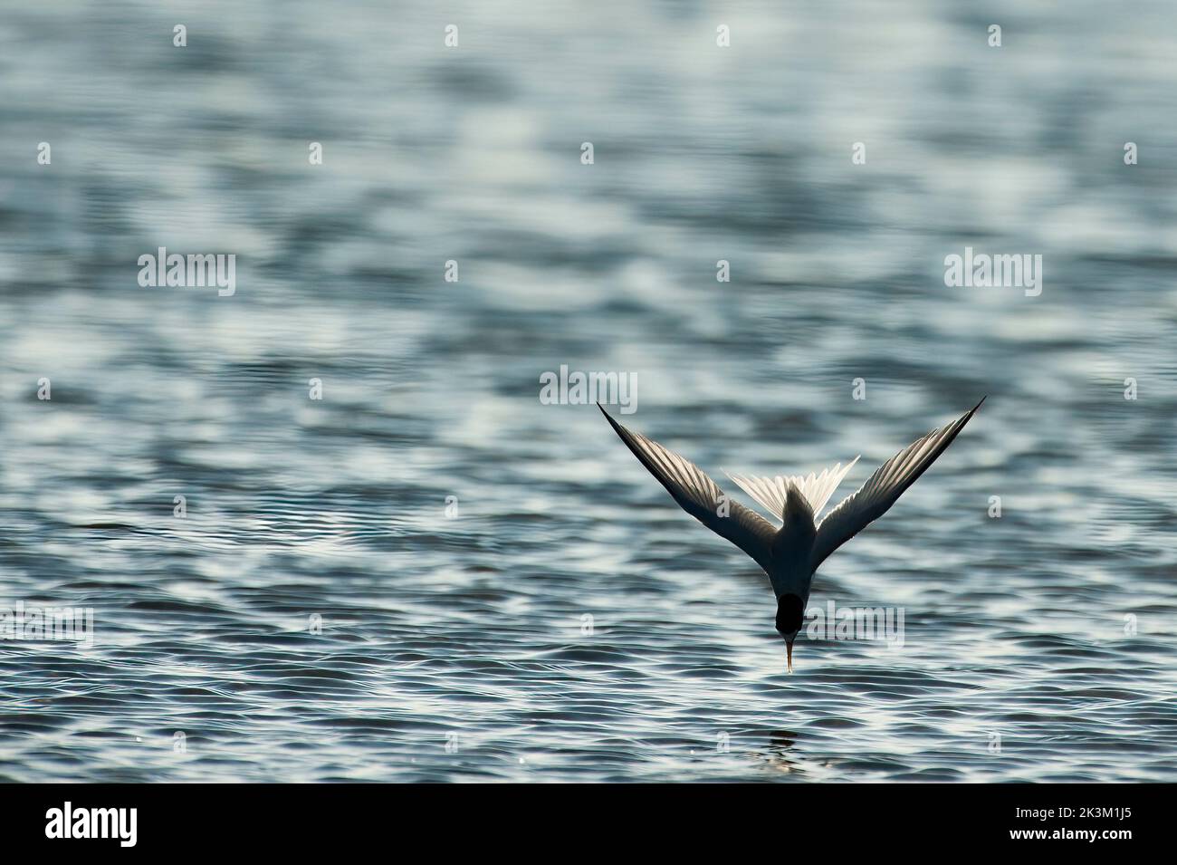 Am wenigsten tern tauchen Stockfoto