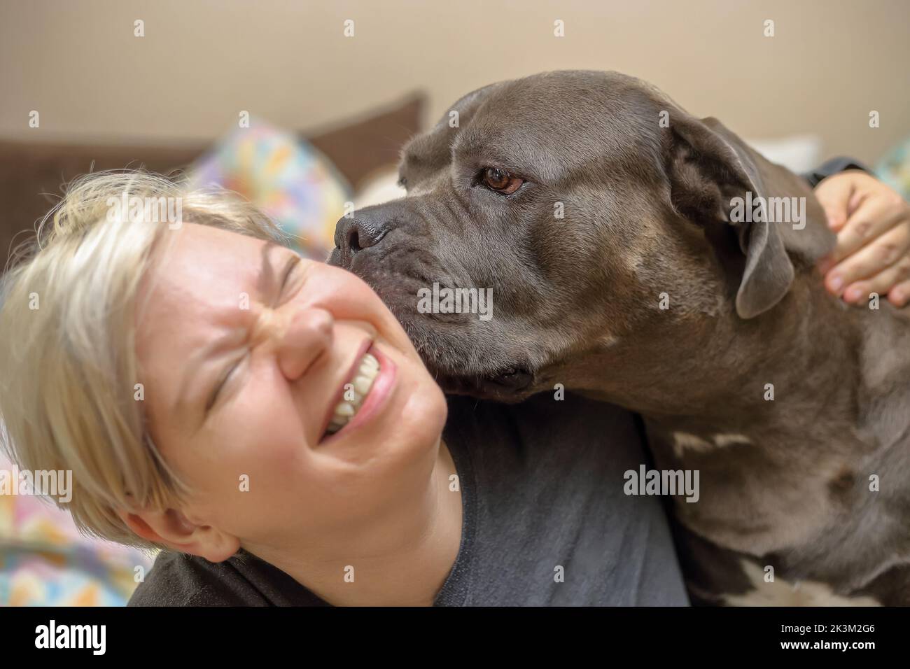 Ein corso-Hund leckt das Gesicht einer Frau auf dem Bett Stockfoto