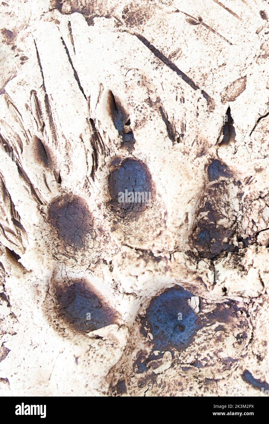 La Garganta, Spanien - 21.. Nov 2020: Wolf Trails gedruckt über Gipsplatte. Iberian Wolf Visitors Center, La Garganta, Caceres, Extenadura, Spanien Stockfoto