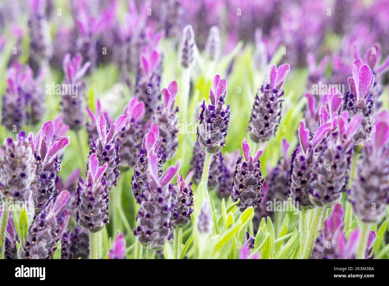 Französischer Lavendel, Lavendula Stoechas anouk Flower, Gartenblume, Großbritannien Stockfoto