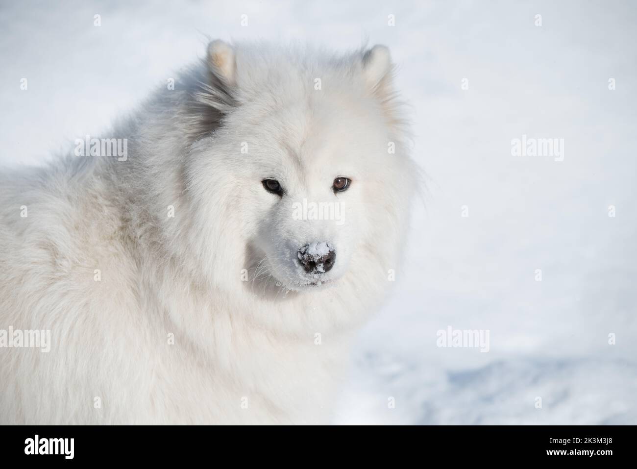 Samoyed weißen Hund Nahaufnahme auf Schnee draußen im Winter Hintergrund Stockfoto