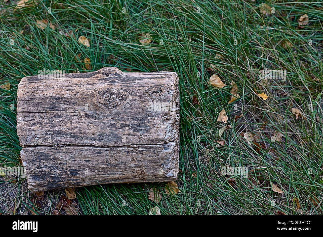 Ein geschnittenes Holz auf dem Gras.Vorderansicht, trockene Herbstblätter, Textur, Risse, Stockfoto