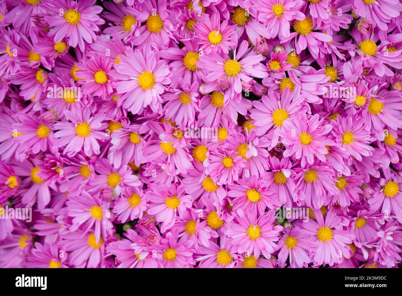 Bright Pink und Gelb Chrysantheme Blumen Nahaufnahme Hintergrund Stockfoto