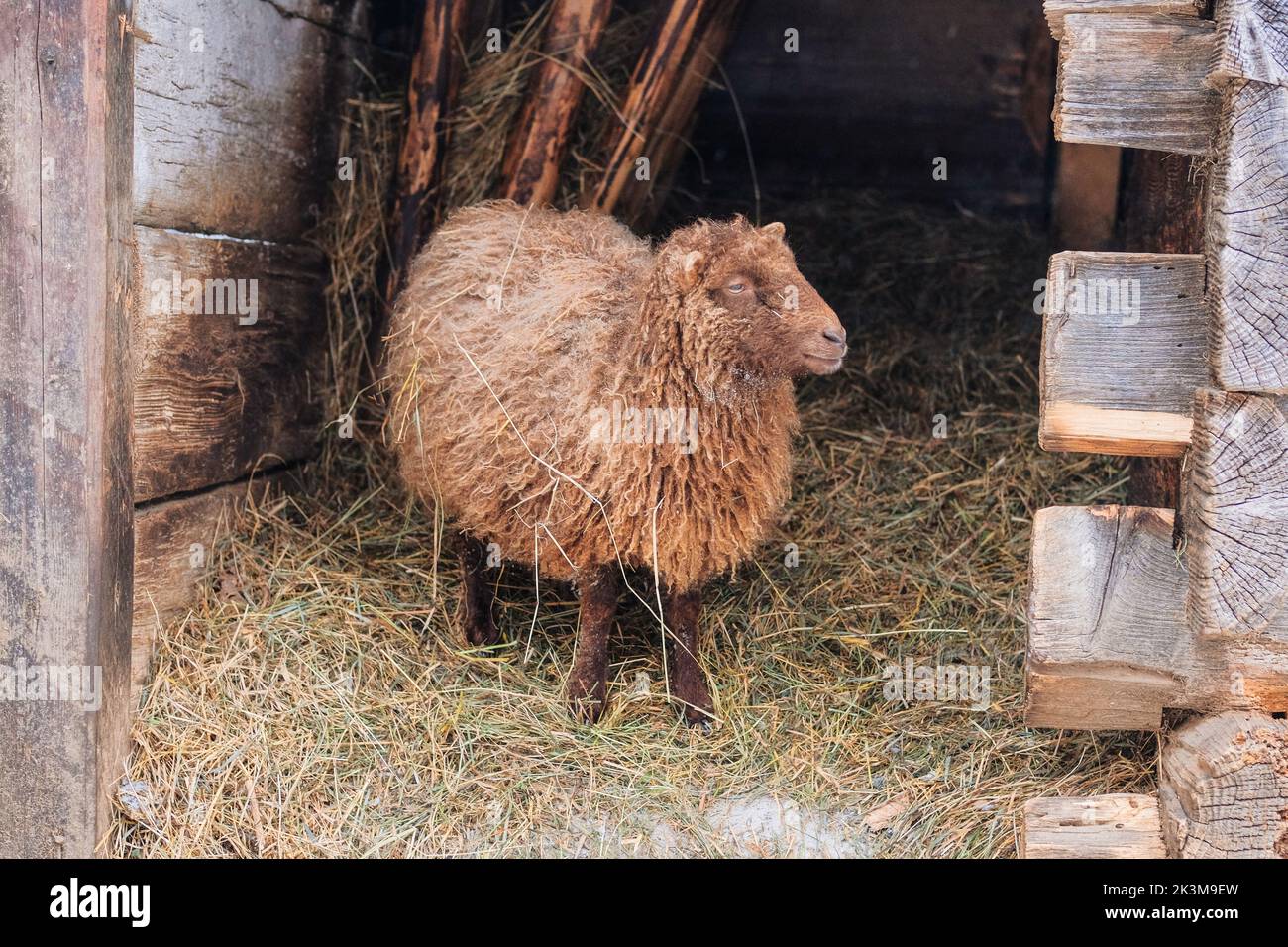 Ziege mit großen Hörnern steht auf weißem Hintergrund und schaut auf die Kamera. Wintertag im rustikalen Dorf. Lamm- und Mutterschaffarm. Stockfoto