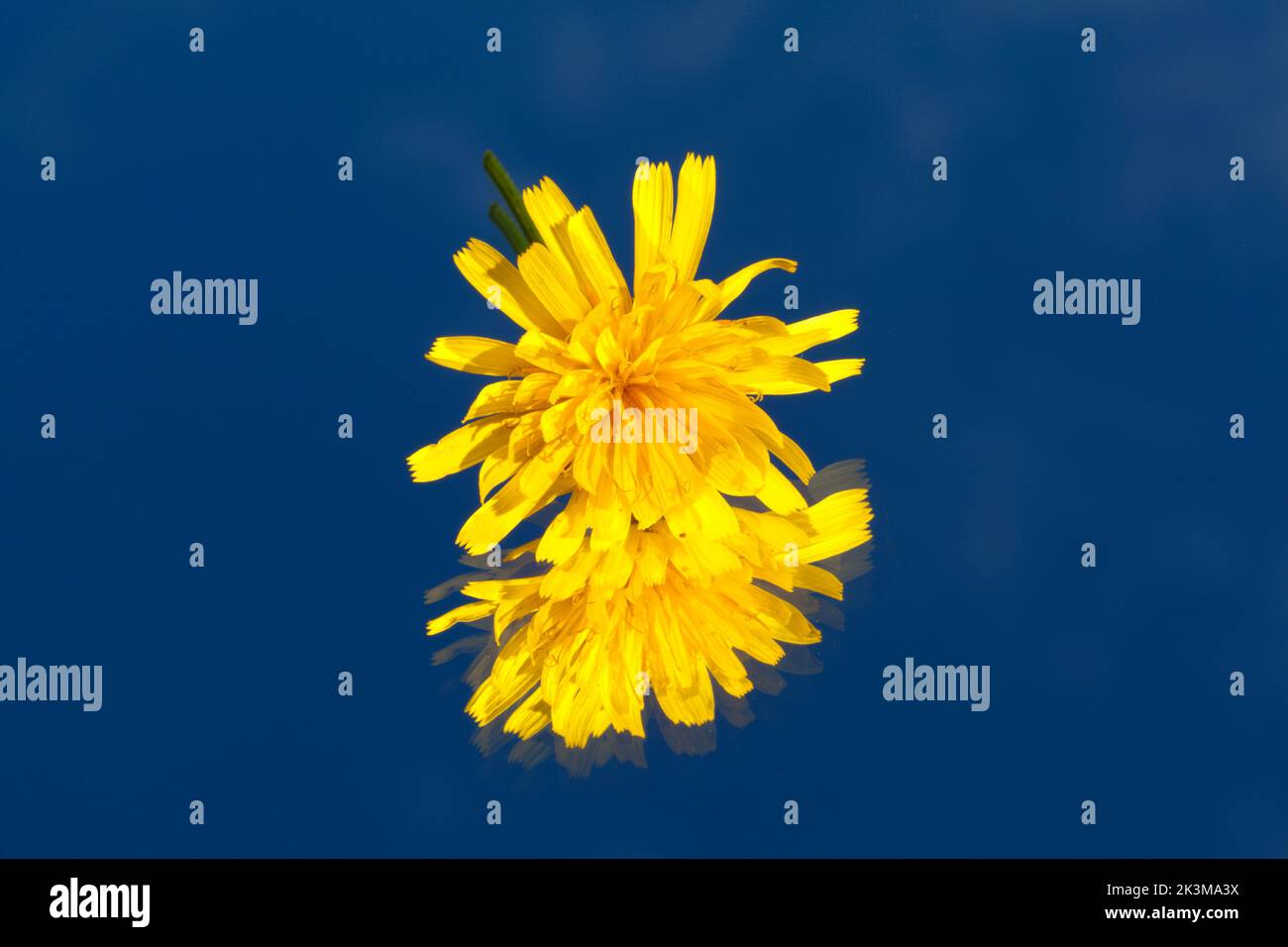 Hawksbeard oder Hawk-Bart auf einem Spiegel. Der Himmel spiegelt sich in den Hintergrund. Stockfoto